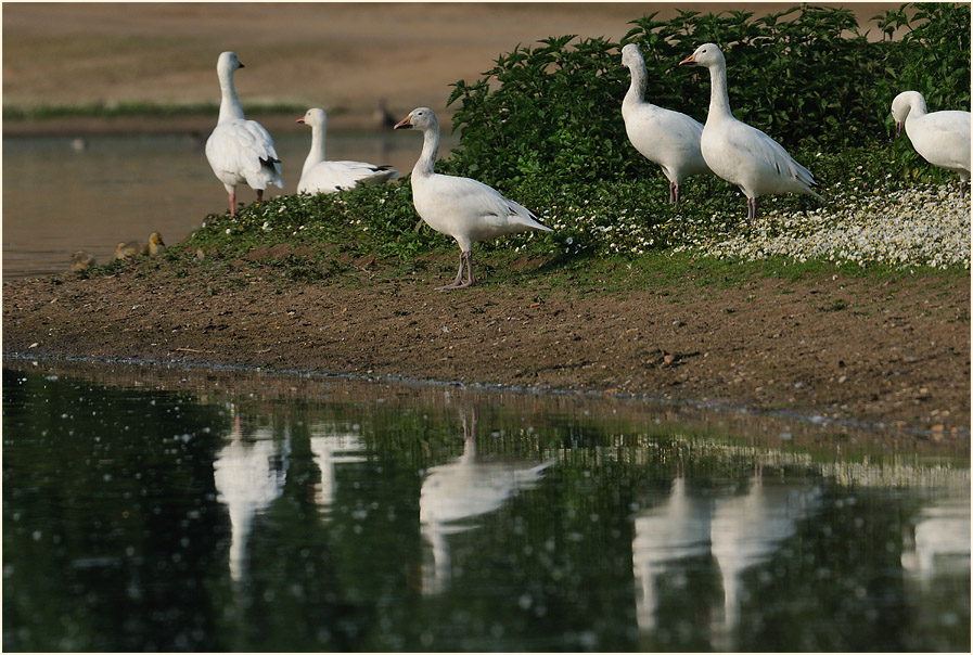 Schneegans (Anser caerulescens)