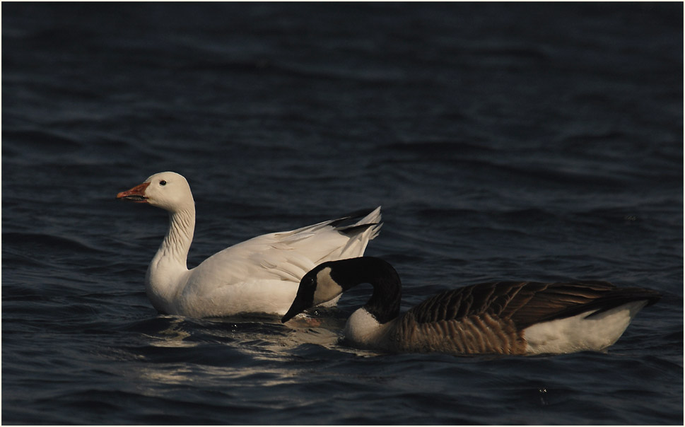Schneegans (Anser caerulescens)