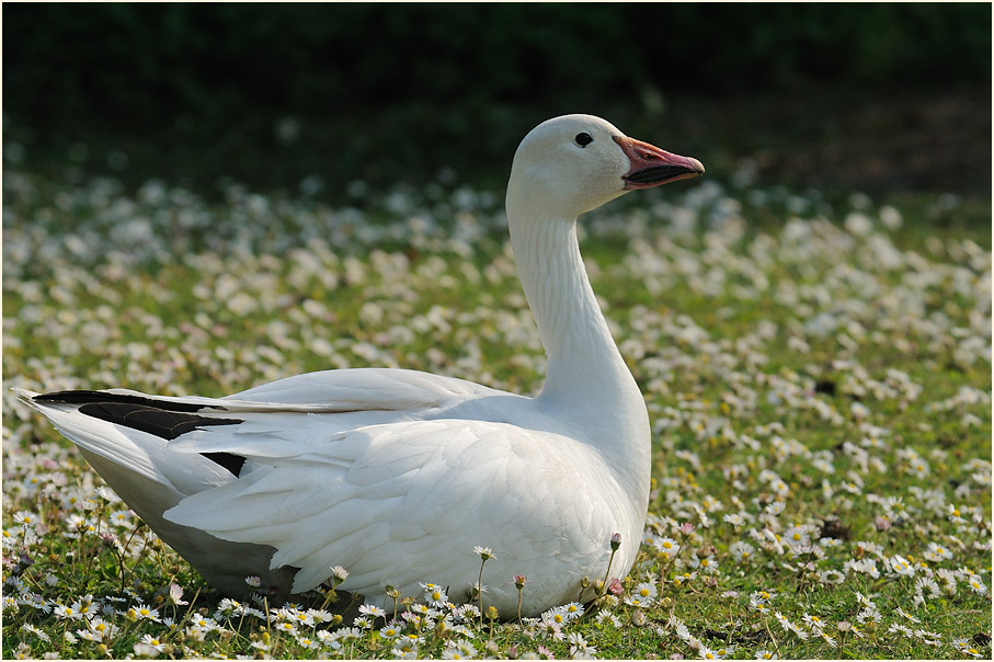 Schneegans (Anser caerulescens)