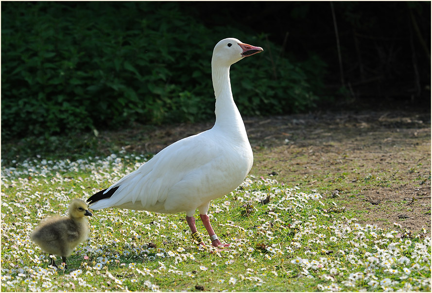 Schneegans (Anser caerulescens)