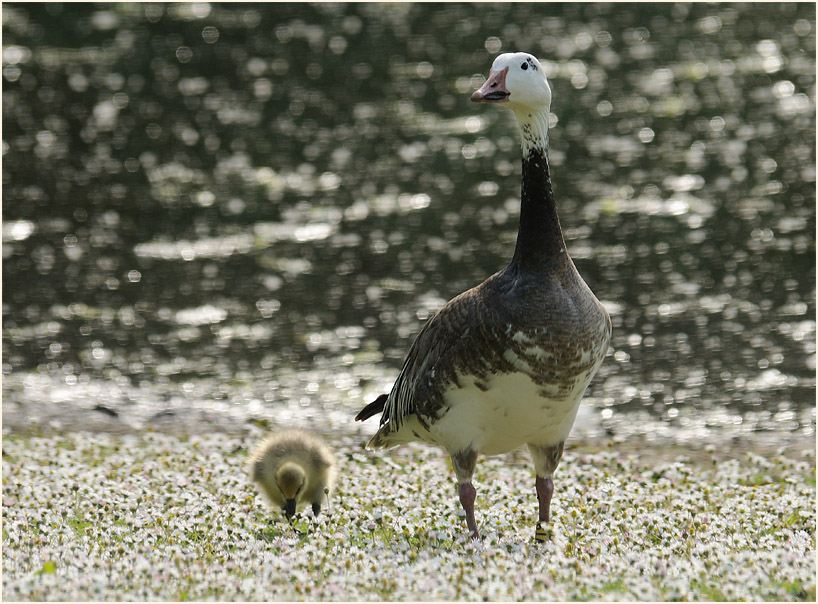 Schneegans (Anser caerulescens)