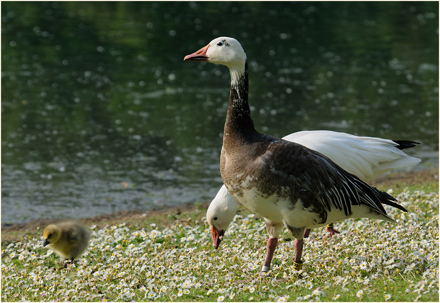 Schneegans (Anser caerulescens)
