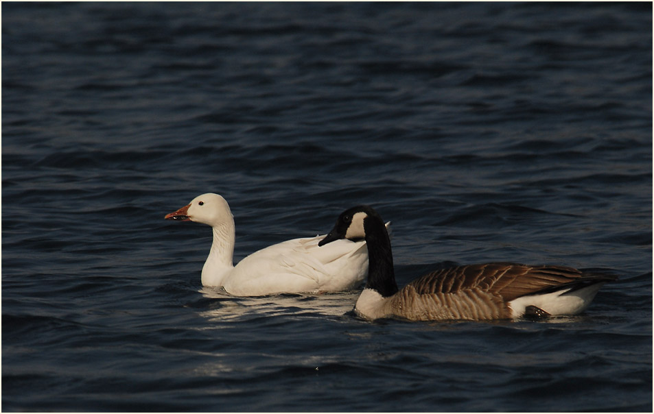 Schneegans (Anser caerulescens)
