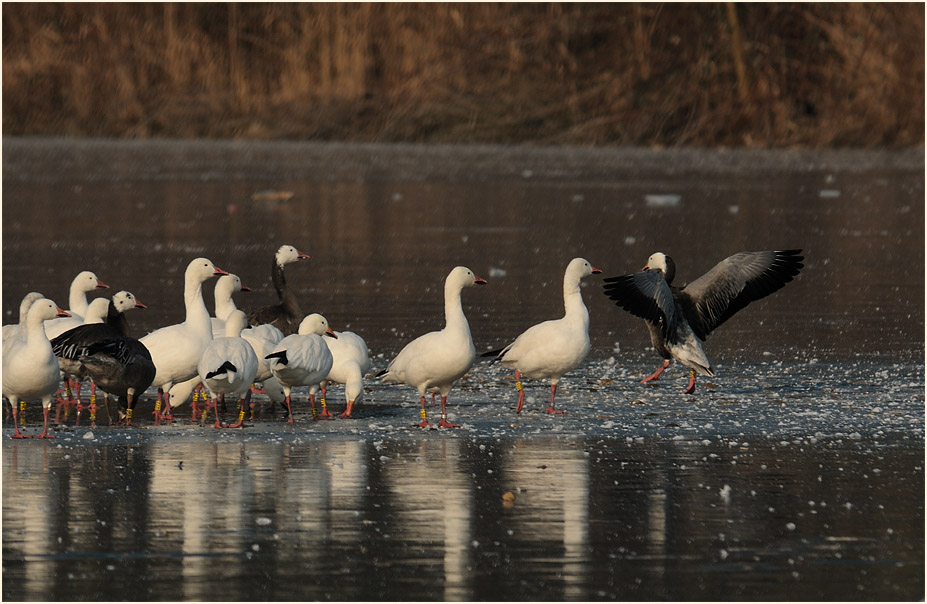 Schneegans (Anser caerulescens)
