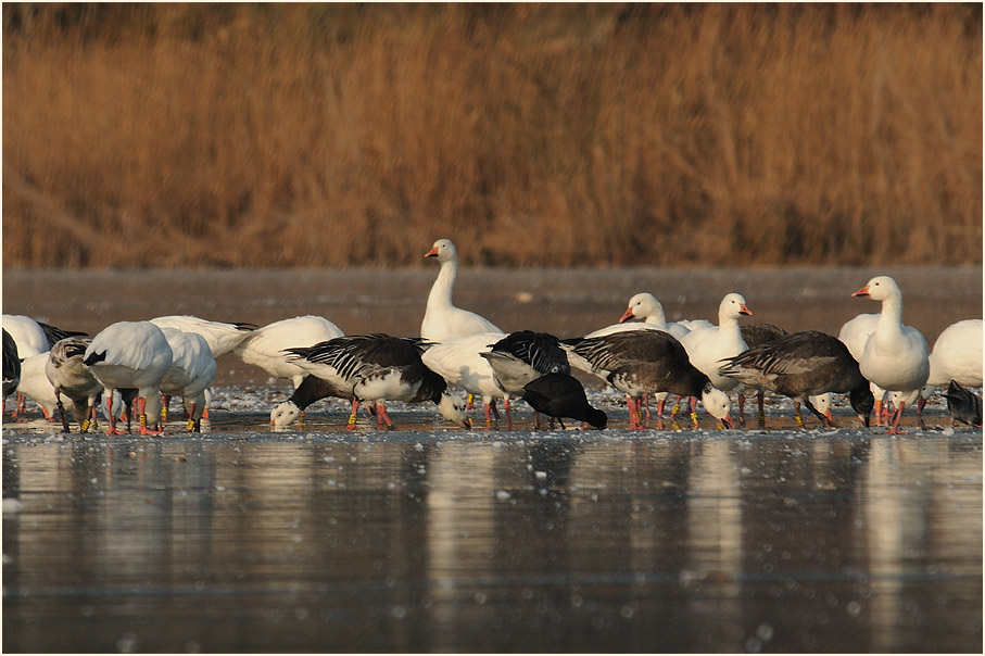 Schneegans (Anser caerulescens)