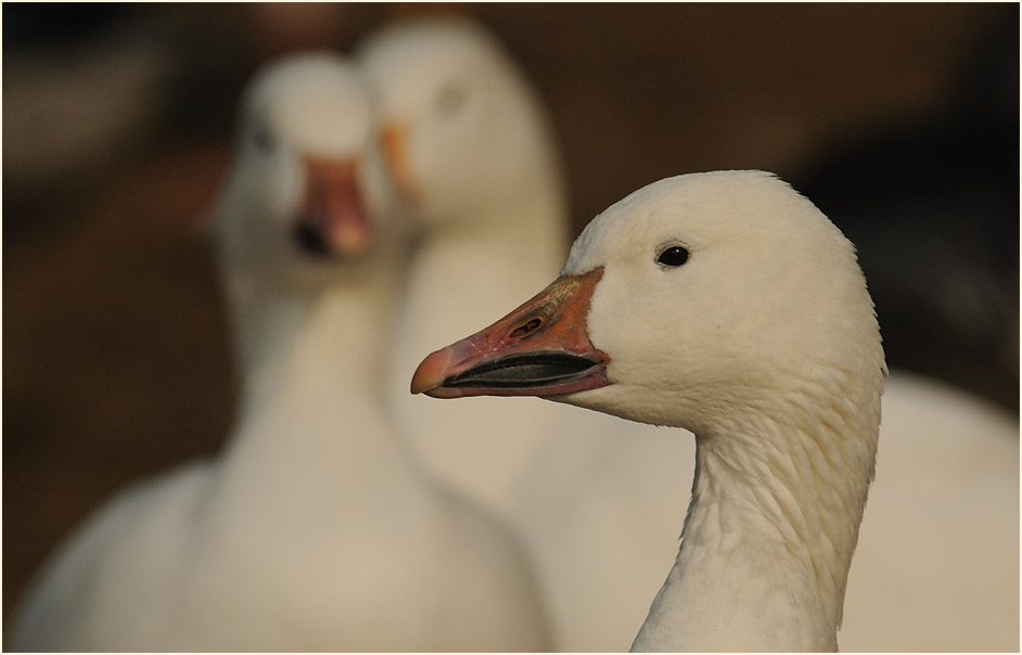Schneegans (Anser caerulescens)