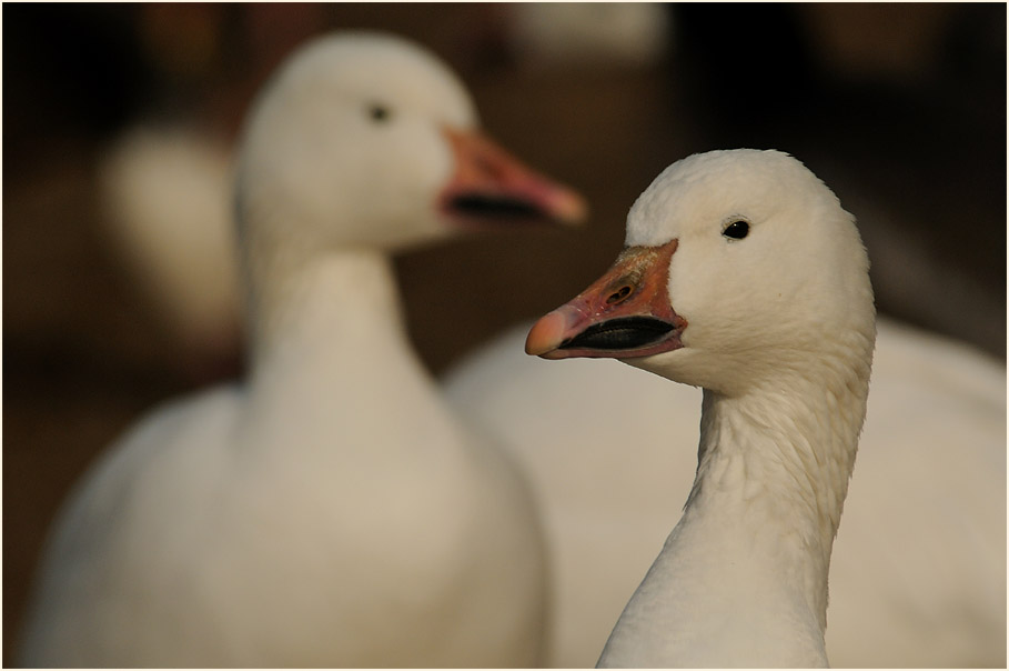 Schneegans (Anser caerulescens)