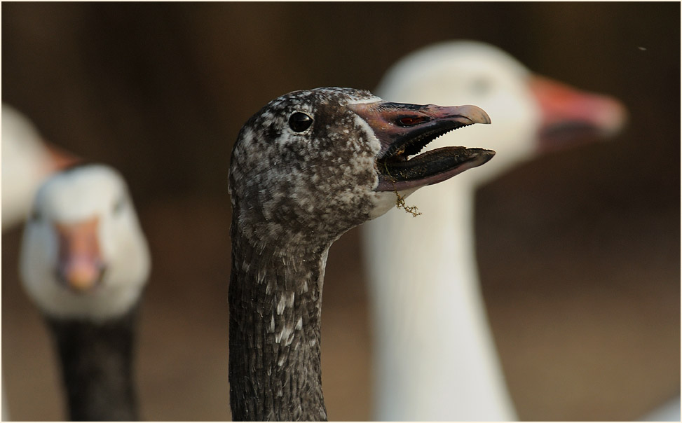 Schneegans (Anser caerulescens)