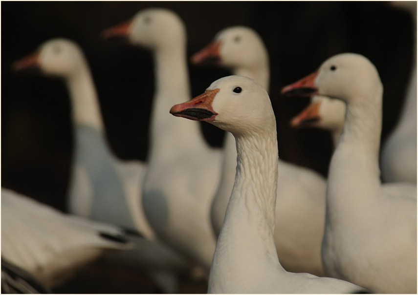 Schneegans (Anser caerulescens)
