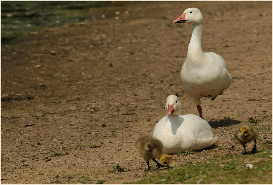 Schneegans (Anser caerulescens)