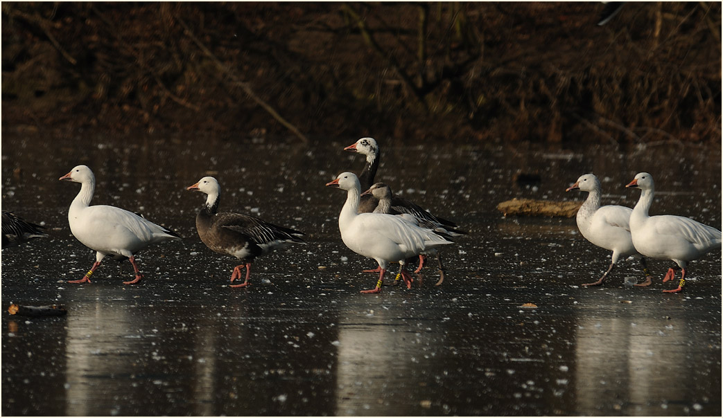Schneegans (Anser caerulescens)