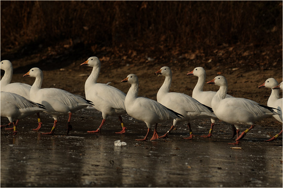 Schneegans (Anser caerulescens)