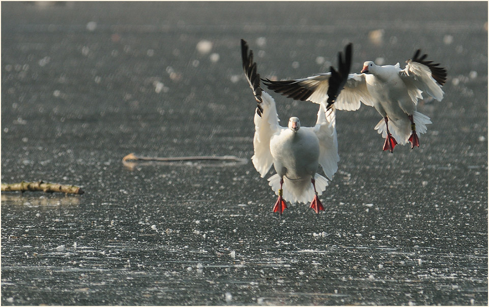 Schneegans (Anser caerulescens)