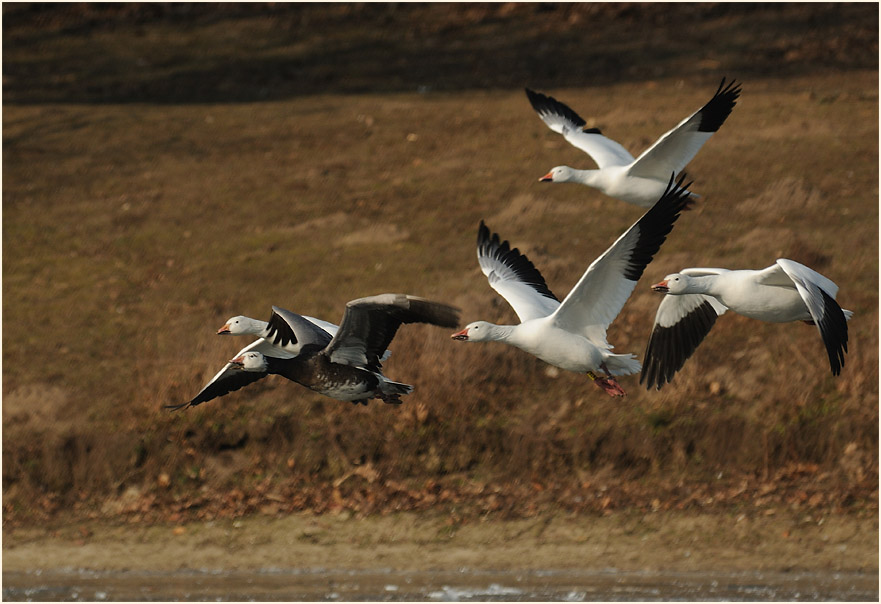 Schneegans (Anser caerulescens)