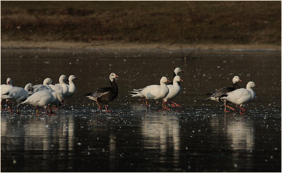 Schneegans (Anser caerulescens)