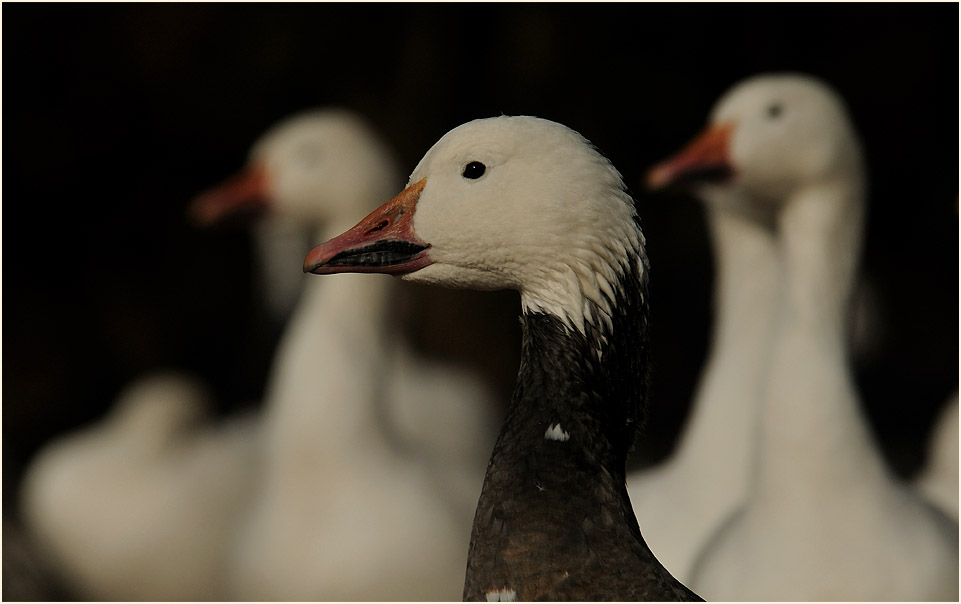 Schneegans (Anser caerulescens)
