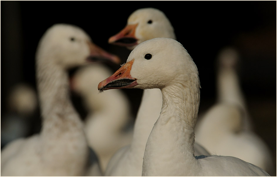Schneegans (Anser caerulescens)