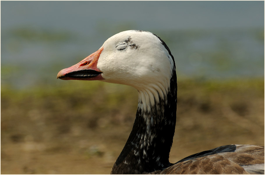 Schneegans (Anser caerulescens)