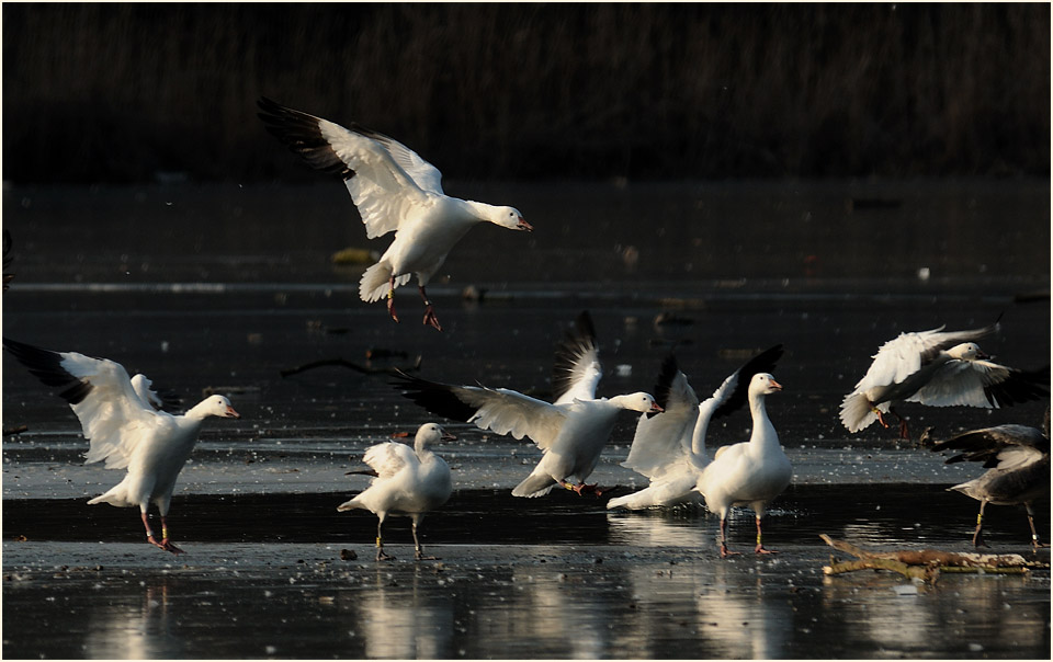 Schneegans (Anser caerulescens)