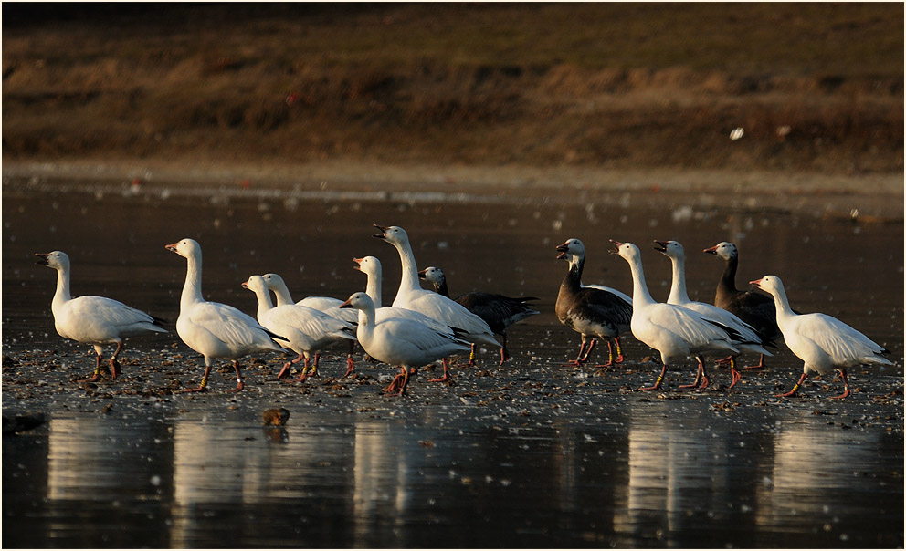 Schneegans (Anser caerulescens)