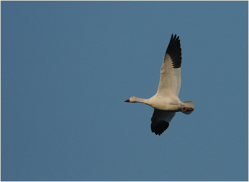 Schneegans (Anser caerulescens)