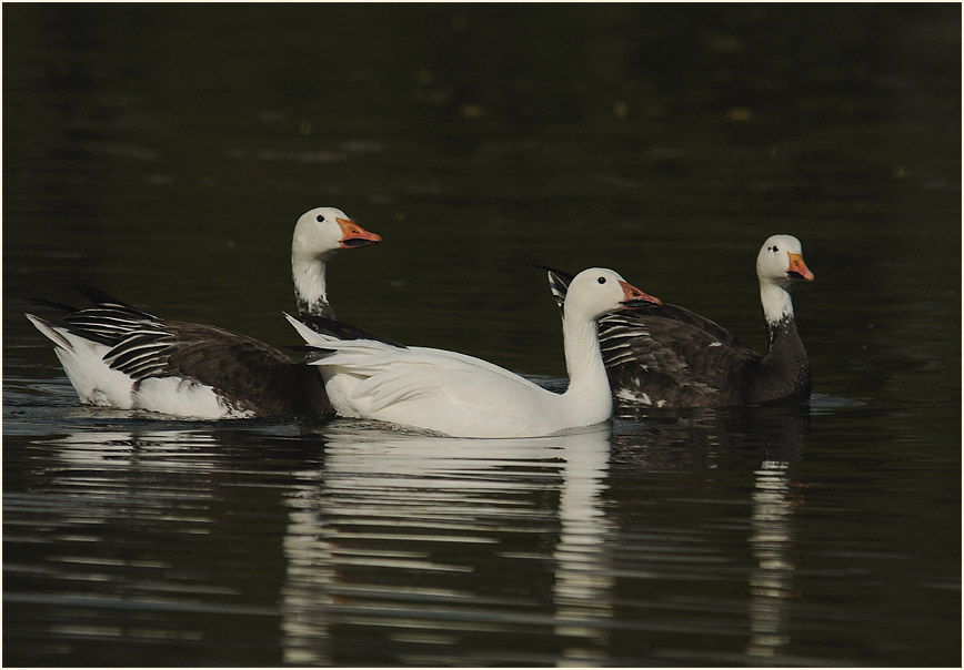 Schneegans (Anser caerulescens)