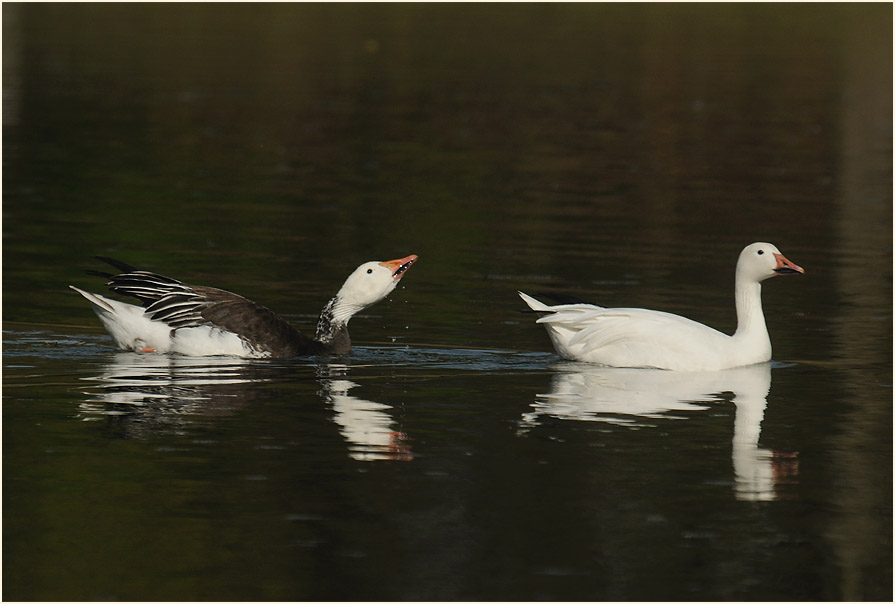 Schneegans (Anser caerulescens)