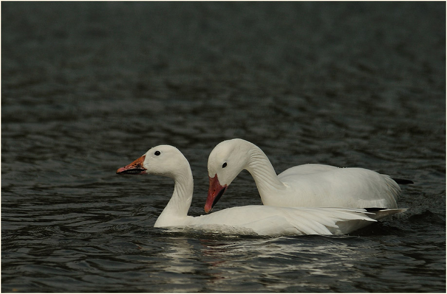 Schneegans (Anser caerulescens)
