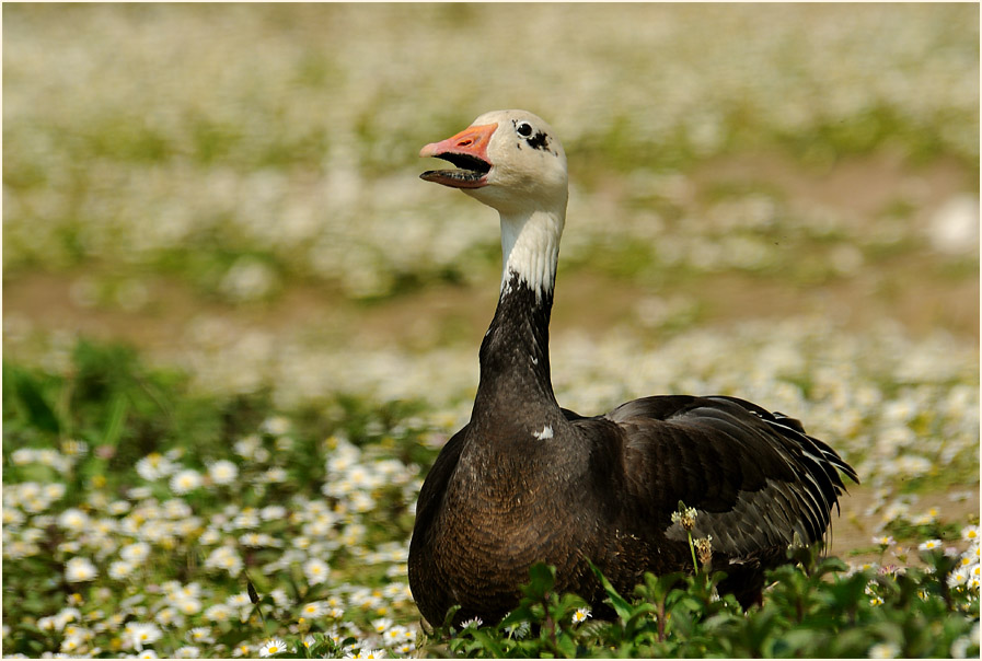 Schneegans (Anser caerulescens)