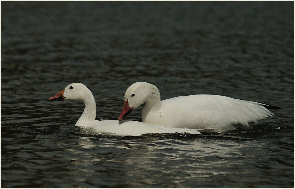 Schneegans (Anser caerulescens)