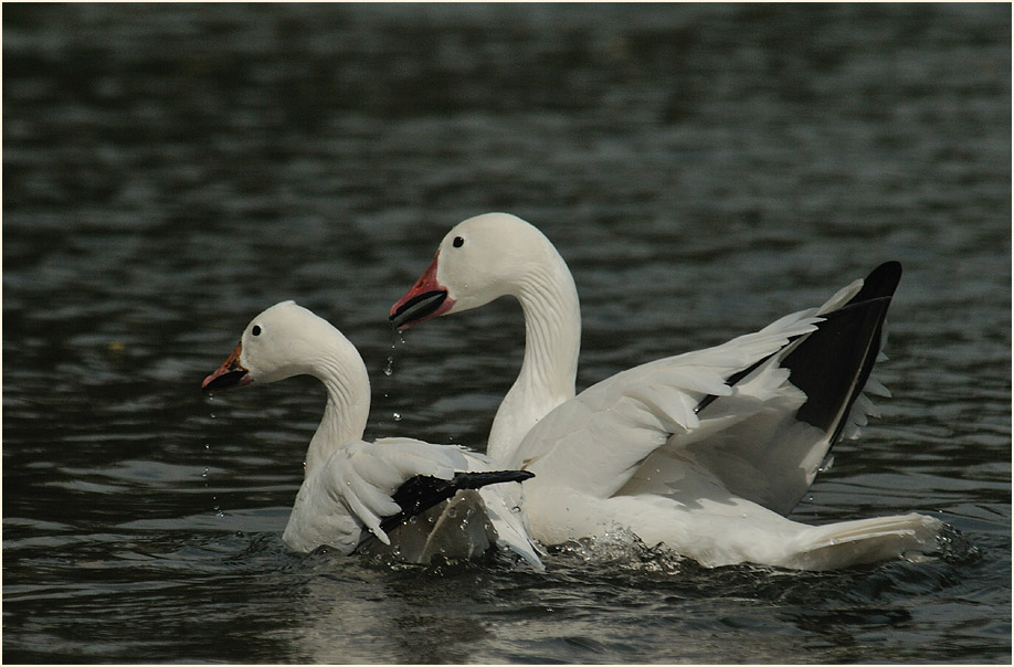 Schneegans (Anser caerulescens)