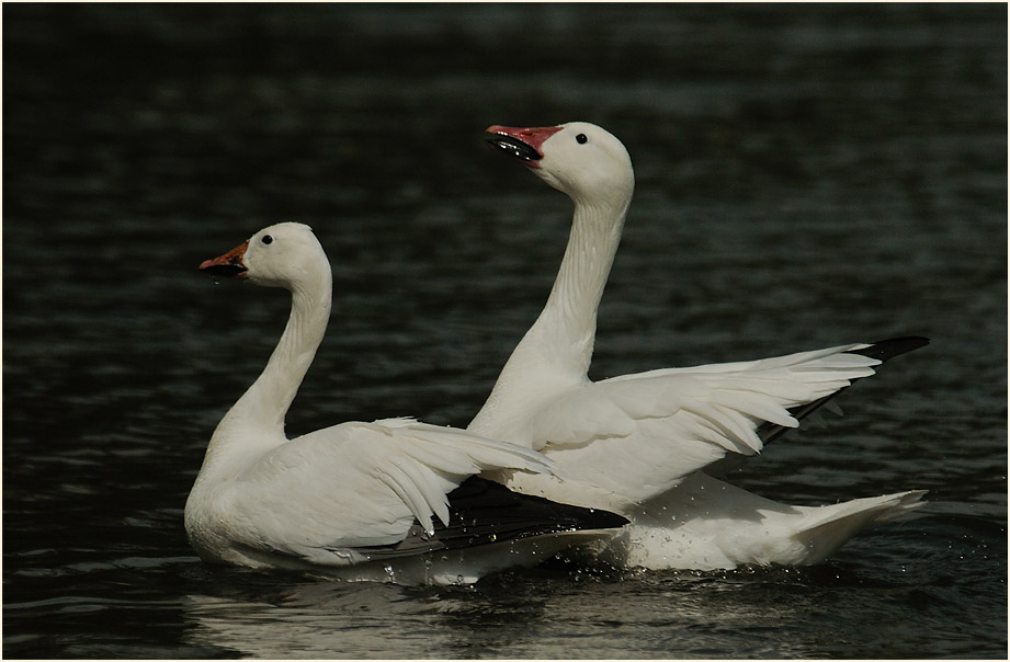 Schneegans (Anser caerulescens)