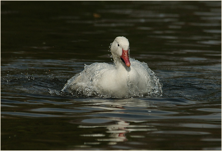 Schneegans (Anser caerulescens)