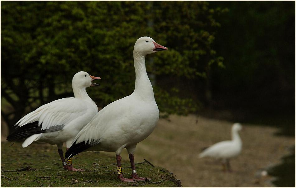 Schneegans (Anser caerulescens)