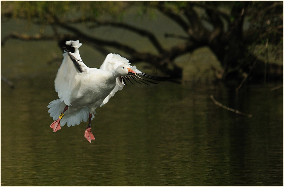 Schneegans (Anser caerulescens)