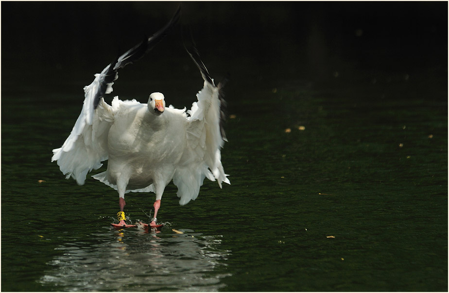 Schneegans (Anser caerulescens)