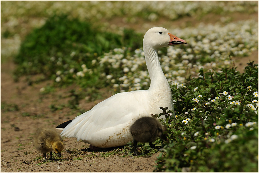 Schneegans (Anser caerulescens)