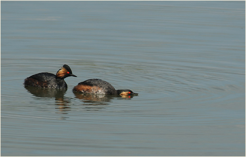 Schwarzhalstaucher (Podiceps nigricollis)