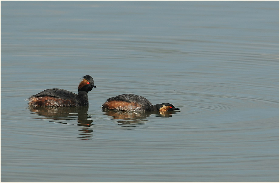 Schwarzhalstaucher (Podiceps nigricollis)