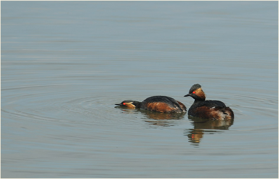 Schwarzhalstaucher (Podiceps nigricollis)