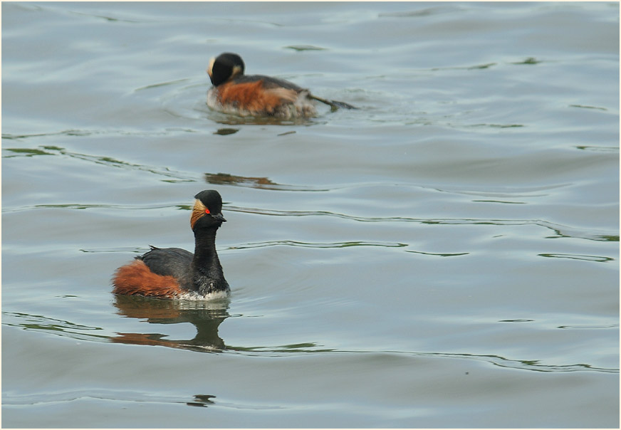Schwarzhalstaucher (Podiceps nigricollis)