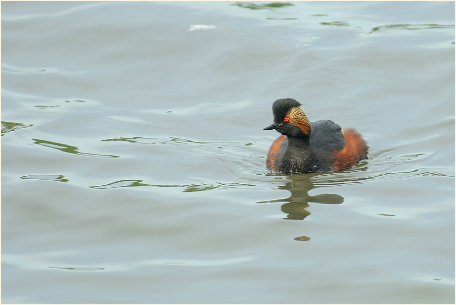 Schwarzhalstaucher (Podiceps nigricollis)