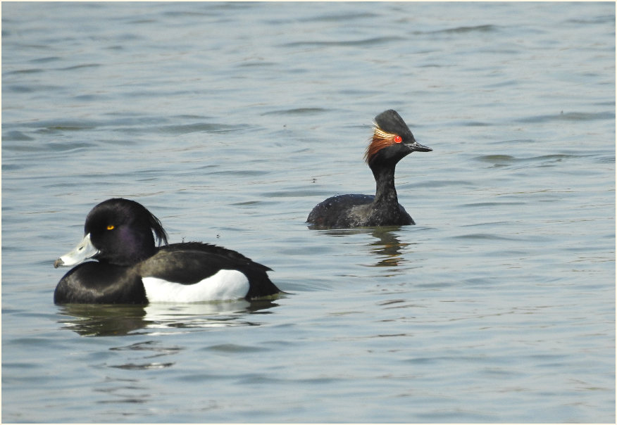 Schwarzhalstaucher (Podiceps nigricollis)