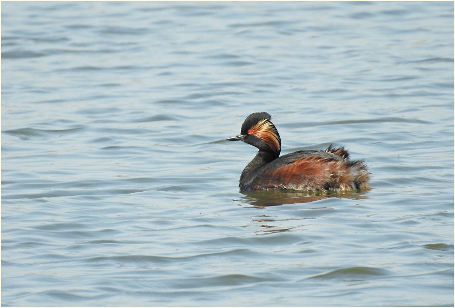 Schwarzhalstaucher (Podiceps nigricollis)