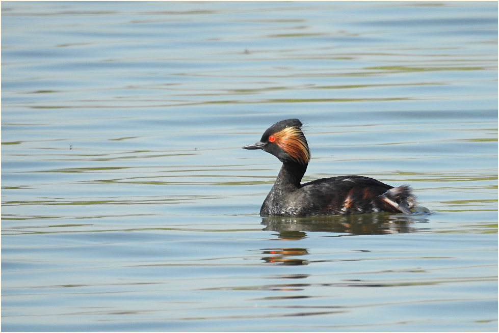 Schwarzhalstaucher (Podiceps nigricollis)