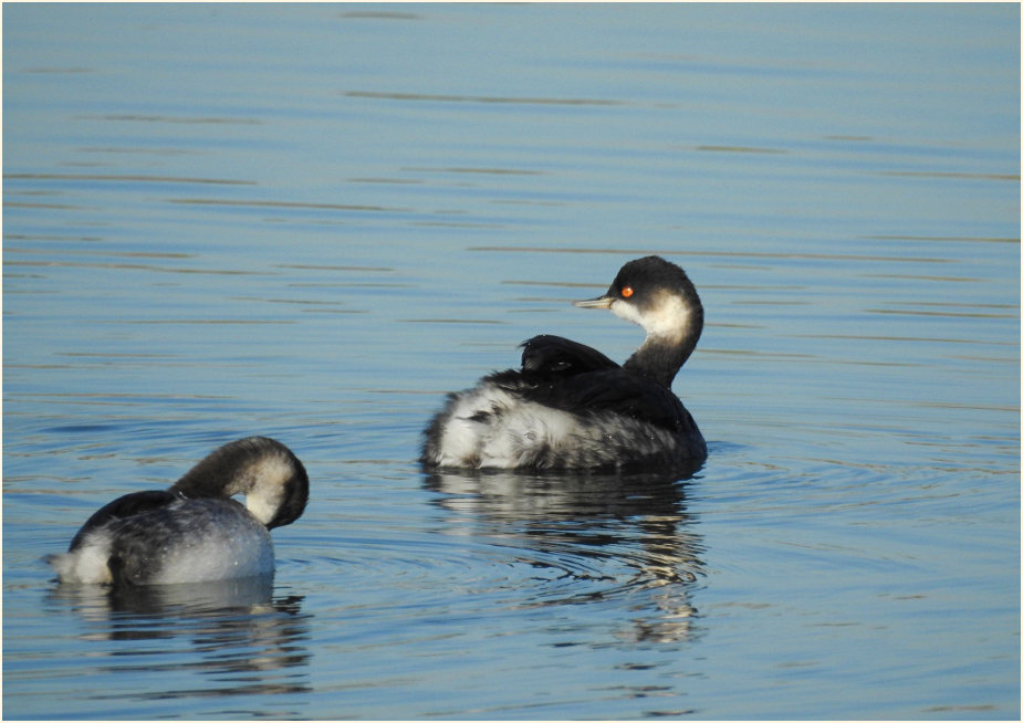 Schwarzhalstaucher (Podiceps nigricollis)