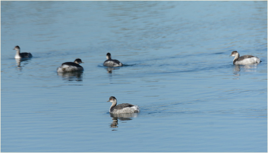 Schwarzhalstaucher (Podiceps nigricollis)