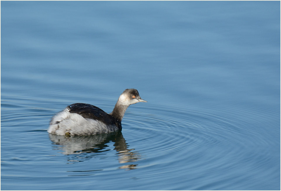 Schwarzhalstaucher (Podiceps nigricollis)