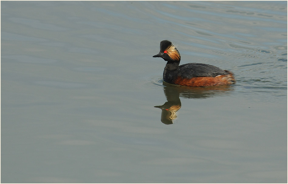 Schwarzhalstaucher (Podiceps nigricollis)