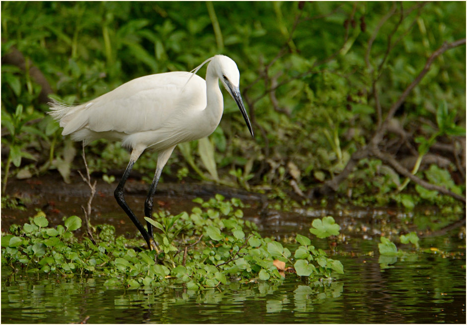 Seidenreiher (Egretta garzetta)